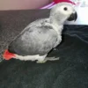 sAfrican Grey Birds for Sale | African Gray Parrot For Sale