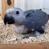 Are African Grey Parrots Good Pets. Sperry Male baby African Grey