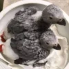 African Grey Parrot To Buy - Lulu And Kuku and Tyler African Grey