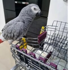 African Grey Parrots Sale | Timneh African Grey Parrot