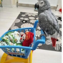 African Grey Parrots Sale | Timneh African Grey Parrot