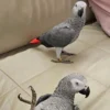 African Grey Parrot Price | African Grey bird price