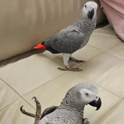 African Grey Parrot Price | African Grey bird price