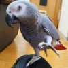 Buy African Grey Parrot - Cory Male African Grey For Sale