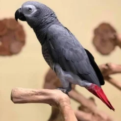 Grey African Parrot For Sale - Sunny Male baby African Grey