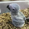talking parrots for sale. Rosie female African Grey
