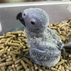 talking parrots for sale. Rosie female African Grey