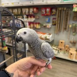 Where To Buy African Grey Parrot - Congo African Grey Female 4 Months Old