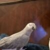African Grey Birds for Sale | congo african grey parrot for sale