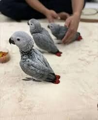 Where To Buy African Grey Parrot - Congo African Grey Female 4 Months Old