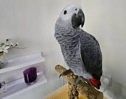 African Grey Parrot Talking | Talking Parrots For Sale