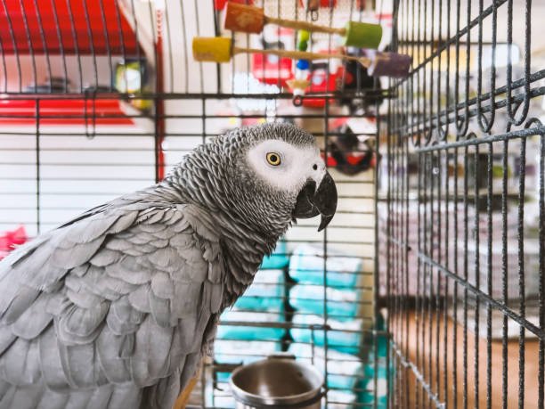 African Grey Parrots For SALE