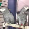 African Grey Parrot For Adoption. Nina and Tyler African Grey