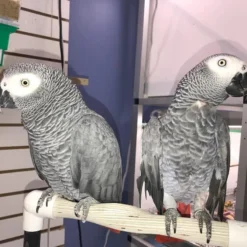 African Grey Parrot For Adoption. Nina and Tyler African Grey