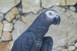 African Grey Parrot Cost in 2025 Revealed