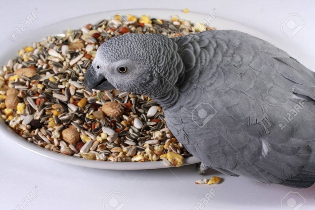 African Grey Parrot: The Ultimate Guide to the World’s Most Intelligent Bird
