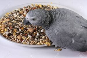 African Grey Parrot: The Ultimate Guide to the World’s Most Intelligent Bird