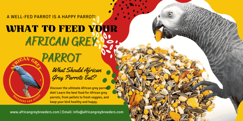 African Grey Bird Food | african grey parrot diet | african grey bird food | what can african greys not eat