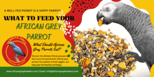 African Grey Bird Food | african grey parrot diet | african grey bird food | what can african greys not eat