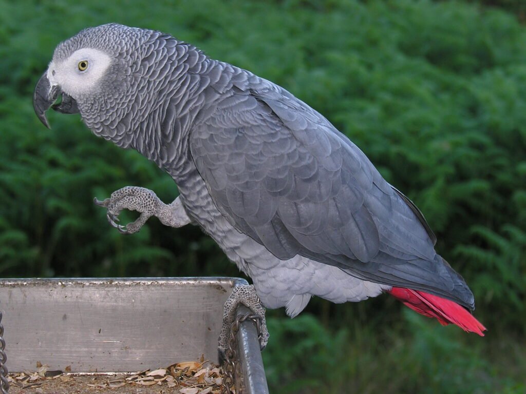 How Do You Train A Parrot To Talk​