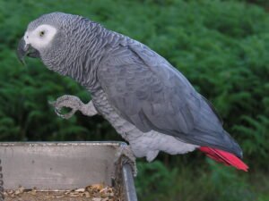 How Do You Train A Parrot To Talk​