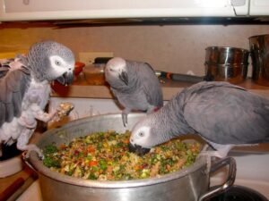 Best Food For African Grey Parrot