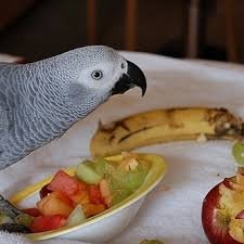 parrot fruit food