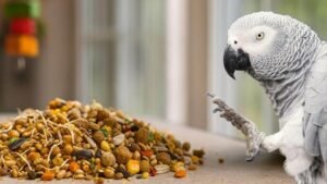 Parrot Food | What Can Parrots Eat? | Parrot Diet