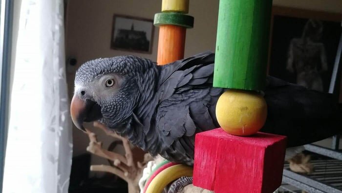 Happy Parrot, How To Keep Your African Grey Happy