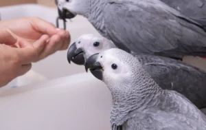 African Grey Parrot Cost Breakdown | African Grey Parrot Pricing
